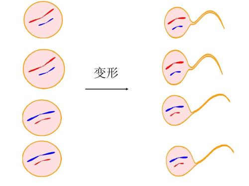 精子的質(zhì)量跟試管成功率沒(méi)有關(guān)系？