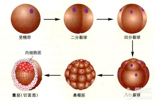 哪種類型的胚胎比較適合養(yǎng)囊？