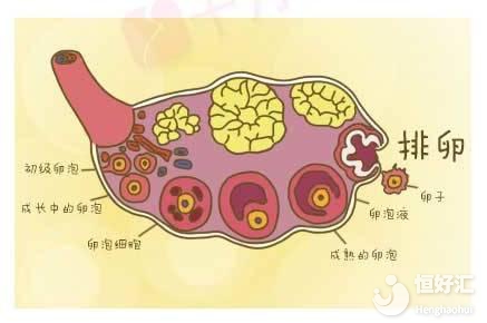 “高顏值”卵泡要怎么養(yǎng)出來(lái)？不看不知道！