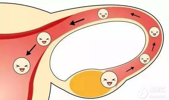 女人有兩根輸卵管，精子要怎么走才能遇到卵子？