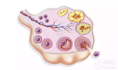試管嬰兒為何出現(xiàn)空卵泡？廣州試管專家為大家解答