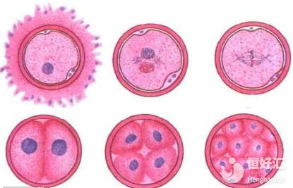 試管嬰兒移植前如何調(diào)理？過來人勸你這樣做......