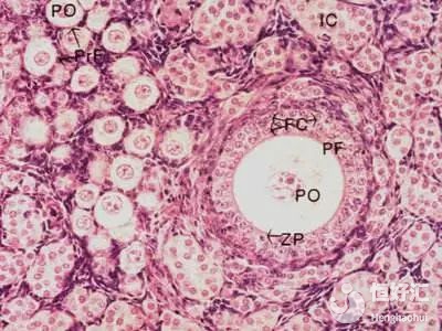 生殖專家解惑：做試管嬰兒卵泡為何沒(méi)有卵子？