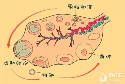 卵泡大小對湛江試管嬰兒成功率有沒有影響？