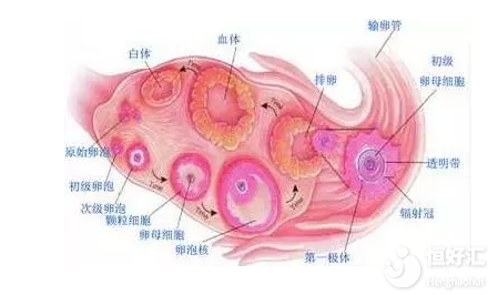 年輕女性的卵巢就一定很好嗎？醫(yī)生：不見得