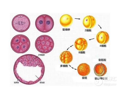 做試管提高胚胎著床的方法，你知道幾個？